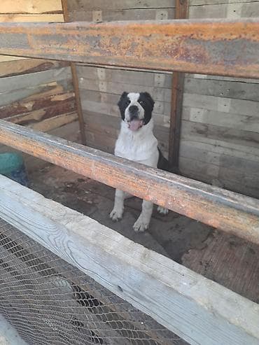 собака даберман: Алабай, 6 месяцев, Самка, С прививкой — 5