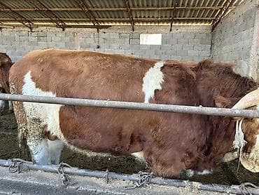 рабочая собака: Продаю | Бык (самец) | Симментальская, Монбельярд | Для разведения | Племенные — 3