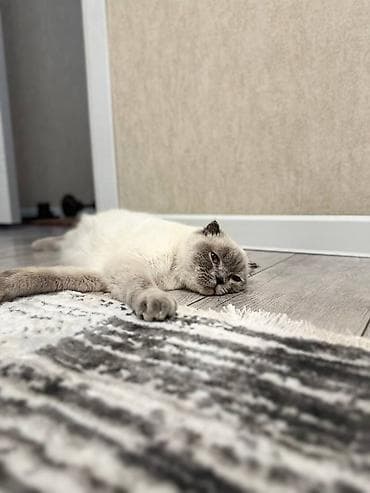 кошка лысая: Вязка: Скотиш Фолд (Шотландская вислоухая), Девочка, 1 год, С документами, С прививками, Серый — 5