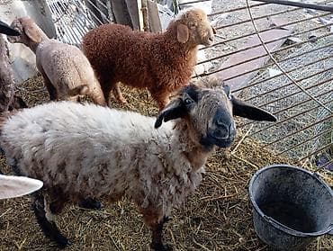 индюк тушка: Продаю | Ягненок | Ярка — 4