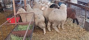 брудер для кур: Продаю | Баран (самец) | Меринос | На забой | Кастрированные — 2