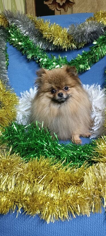 карликовый померанский шпиц цена: Шпиц, 2 месяца, Самец — 9