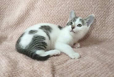 рыжие котята бесплатно: 2 месяца, Девочка, Приучена к лотку — 3