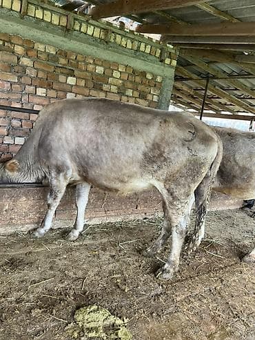 корова телки: Продаю | Корова (самка), Тёлка | На забой — 5