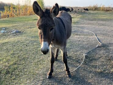 дом животных: Осёл (домашний, рабочий) Описание: - Неприхотливое тягловое животное — 1