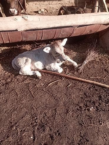 ангус уйлар: Продаю | Музоо, торпок | На откорм — 2