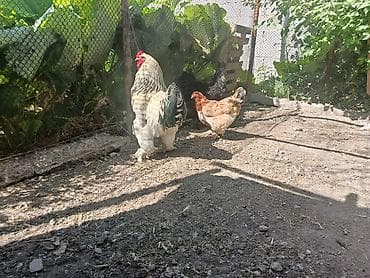 отдам даром попугая бишкек: 1короз 2тоок сатам — 2