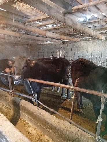 бык порода: Продаю | Тёлка | На откорм | Привязанные — 4