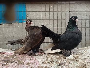 собака собака: Продаю: голубей породы статные дислочи Пол: Пара Кушают хорошо — 1