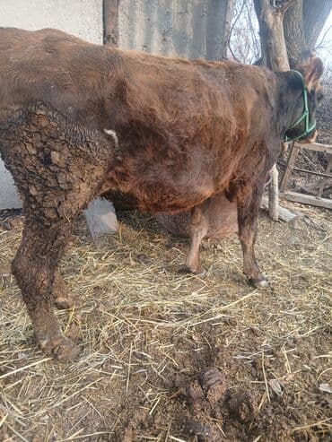 купить собаку доберман в бишкеке: Продаю | Корова (самка) | Алатауская | Стельные — 2