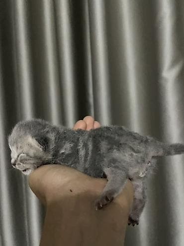 котенок в добрые руки: Британские короткошёрстные котята, окрас серебристый табби — 4
