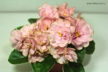 петуния рассада купить: Продаю сортовые, коллекционные фиалки (стандартные, трейлерные,мини и — 28