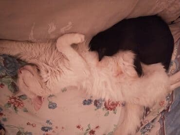 наполнители для кошек: Белая домашняя кошка. турецкая ангора. не котенок. в августе были — 7