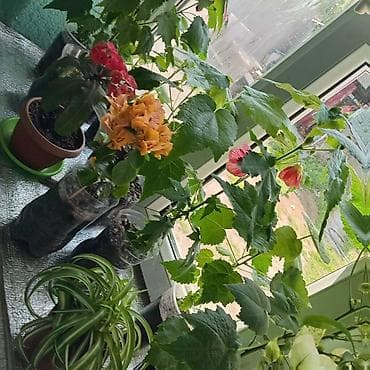 Бөлмө өсүмдүктөрү: Комнатные растения в горшках - Абутилон (комнатный клен) — несколько — 3