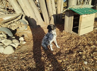 Далматин, 2 года, Самка, С прививкой