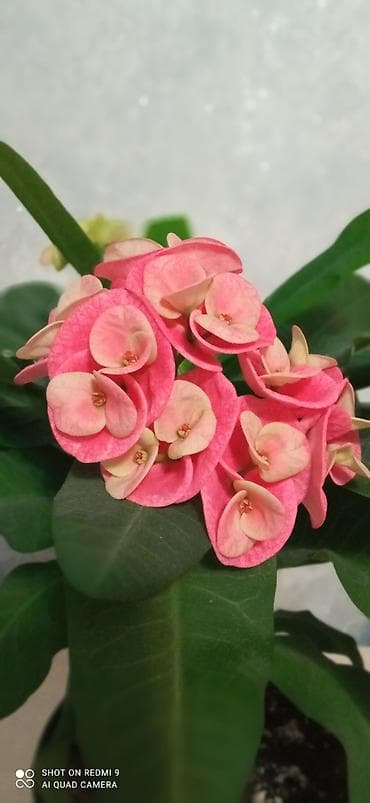 детка: Детки тайских молочаев — 4