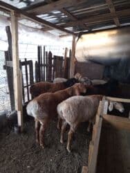 продаю связи с переездом: Продаю | Баран (самец) | Полукровка, Арашан | Для разведения | Осеменитель — 8