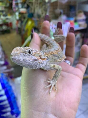 зоотовары оптом бишкек: Бородатая агама (Pogona vitticeps), молодая особь ручного развода — 1