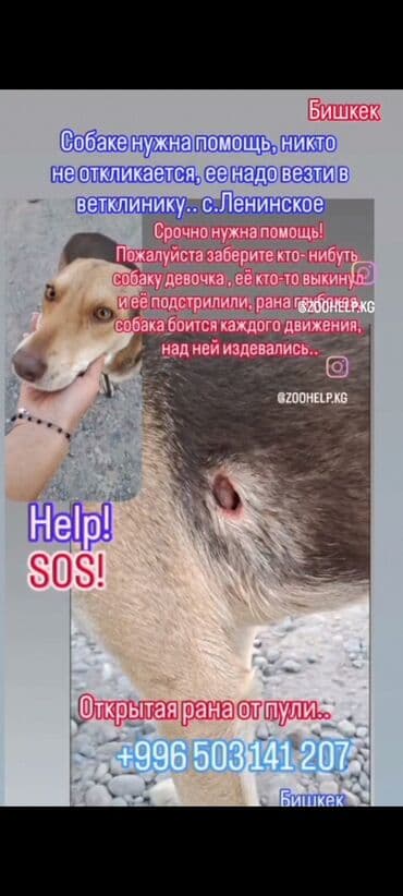 щенки добермана: Срочно нужен хороший любящий хозяин — 2