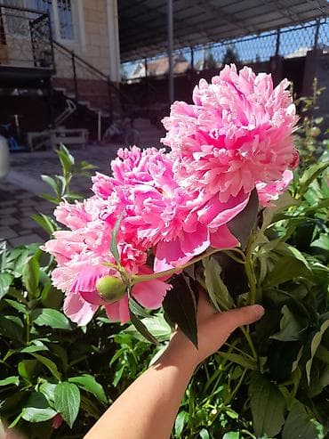 Бөлмө өсүмдүктөрү: Продаю пионы 400 сом — 2