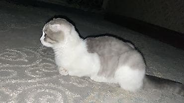 Кошки: Котята, домашние, ручные. Описание: - Возраст –2 месяца. - Окрас — 10