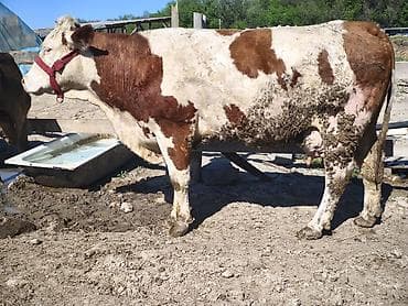 молочные козы: Продаю | Корова (самка) | Швицкая, Монбельярд | Для молока — 8