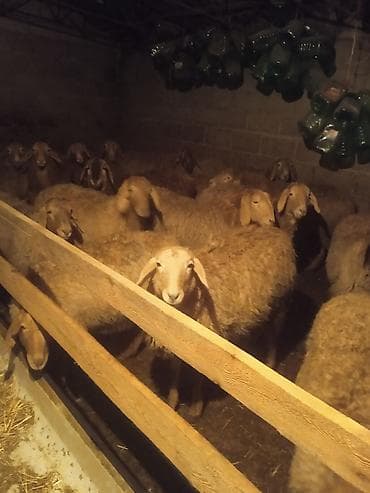 калифорнийский черви: Продаю | Овца (самка) | Для разведения | Матка — 5