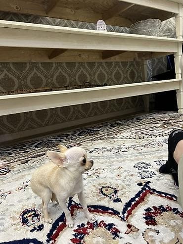 собаки и щенки в дар: Чихуахуа, 2 месяца, Самка — 1