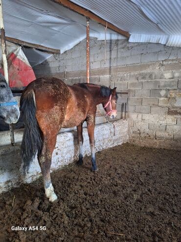 кролик декоративный: Продаю | Жеребец | Рабочий | Племенные — 4