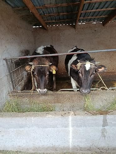 коровы сементал: Продаю | Корова (самка), Тёлка | Полукровка | Для разведения, Для молока | Привязанные — 4