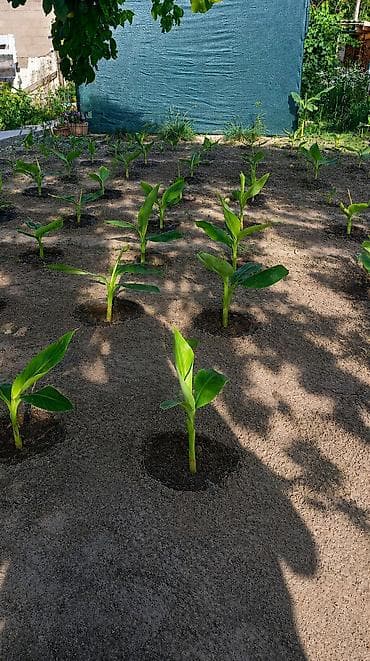 3 3: Продаю бананы ПЛОДОВЫЕ, сорт: Acuminata. Плодятся на второй год — 2