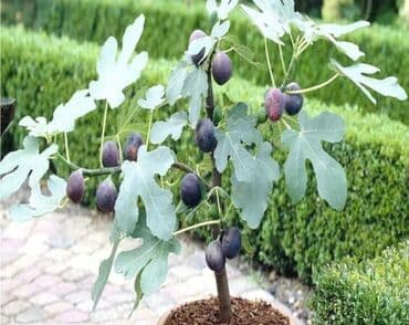 Саженцы деревьев: Самовывоз at lalafo.kg Саженцы деревьев: Самовывоз