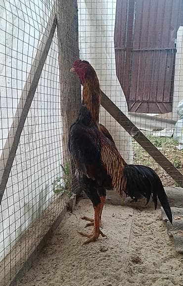 кой сойуш: Продаю | Петух | Бойцовая | Для разведения — 1