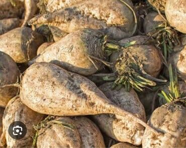 уголь цена бишкек: Кант кызылчасы сатылат, малга. кол менен касылган. баасы 5с. жеткируу — 1