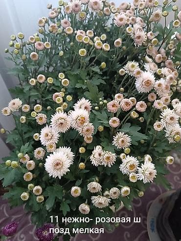 плетистые розы: Саженцы цветка: Хризантемы, Самовывоз — 8