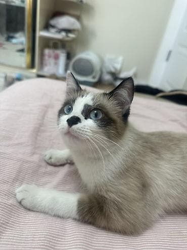 шотландская лиловая кошка: Вязка: Сиамская, Девочка, 1 год, С прививками, С документами, Биколор — 2
