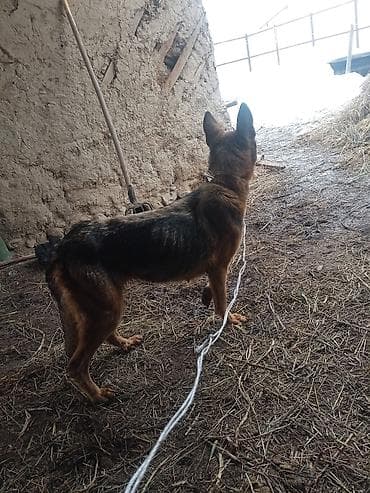 такса собака: Щенки средних размеров, метисы дворняги с пастушьими породами. - — 4