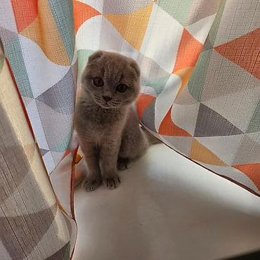 Скотиш Фолд (Шотландская вислоухая), 9 месяцев, Мальчик, Голубой, Приучена к лотку