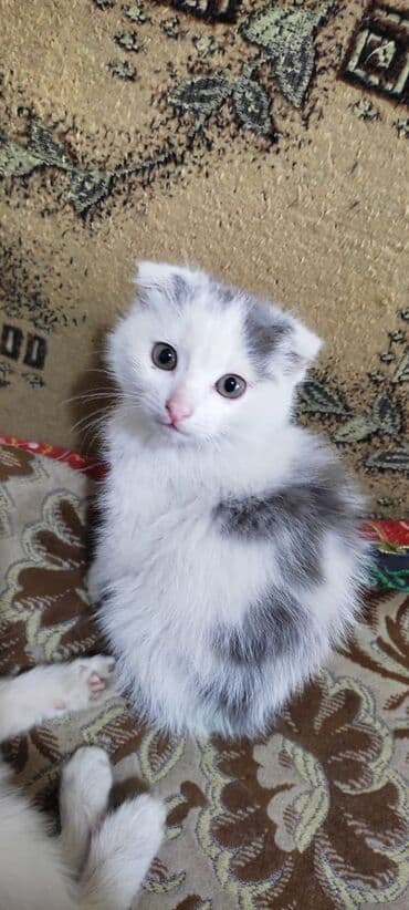 объявления о пропаже животных: Продаются котята. Ищем самых заботливых хозяев для наших вислоухих — 1