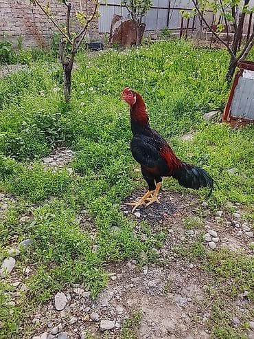 сары булун: Сатам | Короздор | Тебиштирүүчү | Көбөйтүү үчүн — 1