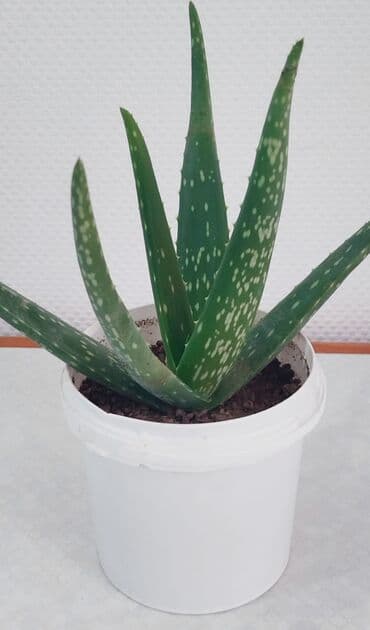 теща: Сансевиерия -тещин язык, высота 65-70 см -250 сом. Тигровый алоэ,7 см — 9