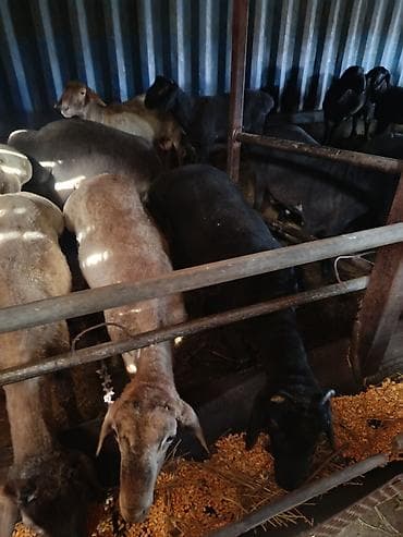 Башка жаныбарлар: Сатам | Ургаачы кой (ургаачы) | Көбөйтүү үчүн — 5