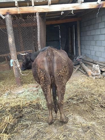 каровы милянфан: Продаю | Корова (самка) | Для молока — 3