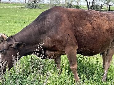 карова сментал: Продаю | Корова (самка) | Для молока — 3