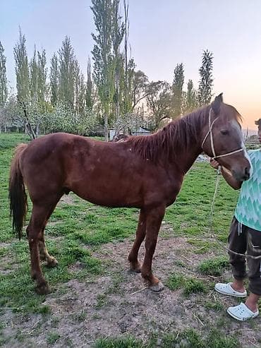 лошад тай: Продаю | Конь (самец) — 4