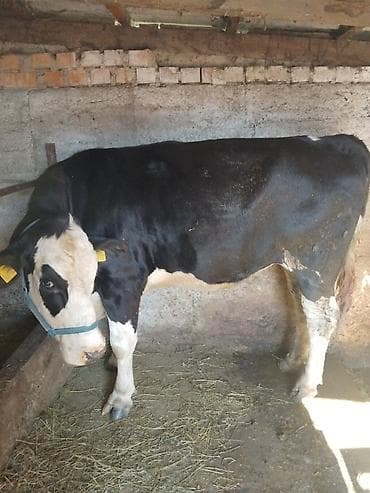 кой соебуз: Продаю | Бык (самец) | Полукровка | На откорм | Привязанные — 3
