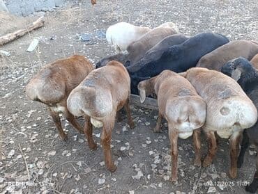 купить собаку доберман в бишкеке: Продаю | Баран (самец) | Гиссарская | Для разведения | Племенные — 3