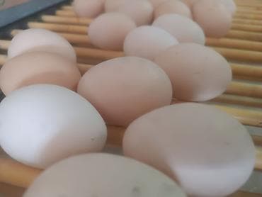 ягоды малины: С1 12.8сом Ех со 14 сом доставка бесплатно работаем постоянно — 2