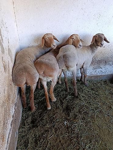 курцхаар цена в бишкеке: Продаю | Овца (самка) | Арашан | Для разведения | Матка — 4