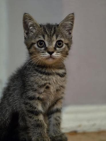 Животные: 🐾 Британские котята готовы к переезду! 🏡 Предлагаются очаровательные — 3